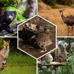 Quels animaux voir en Australie ?