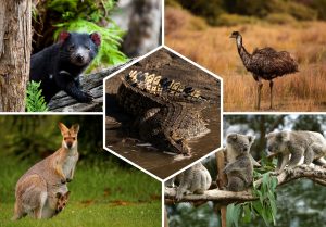 Quels animaux voir en Australie ?