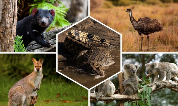Quels animaux voir en Australie ?
