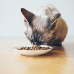 Les bases d’une alimentation saine pour les chats
