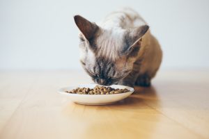 Les bases d’une alimentation saine pour les chats