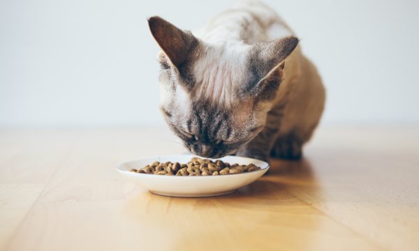 Les bases d’une alimentation saine pour les chats