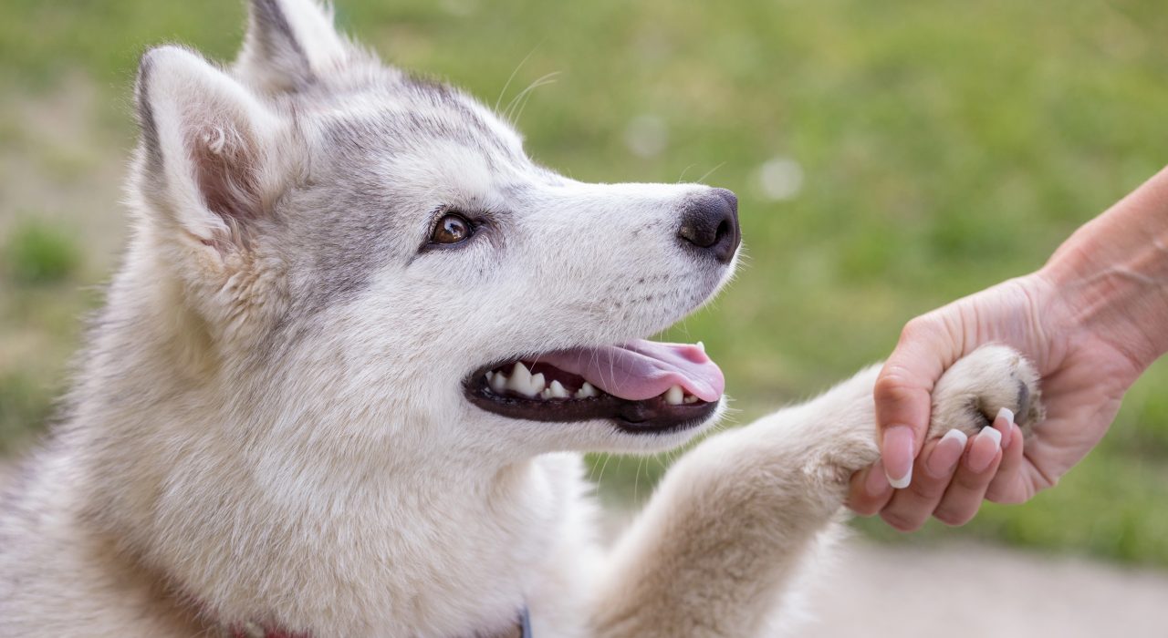 Corriger les mauvaises habitudes de son chien
