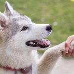 Corriger les mauvaises habitudes de son chien