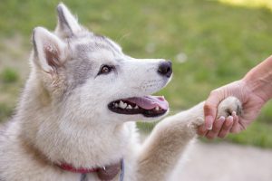 Corriger les mauvaises habitudes de son chien
