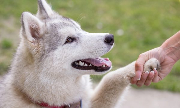 Corriger les mauvaises habitudes de son chien