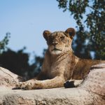 Quels animaux voir dans les Zoos de France ?