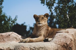 Quels animaux voir dans les Zoos de France ?