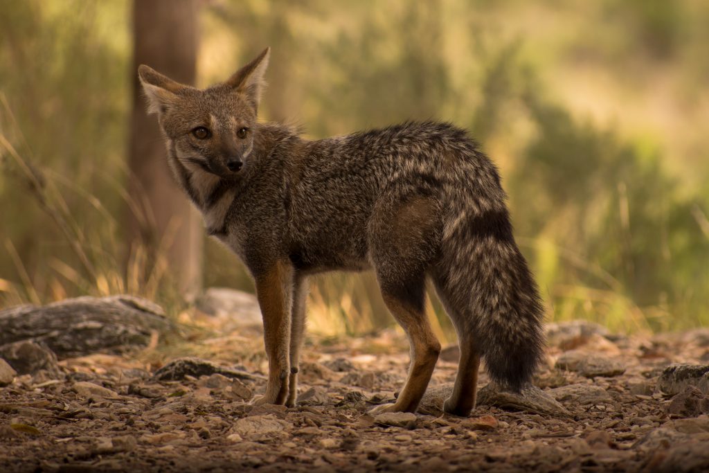 Renard d'Aszara