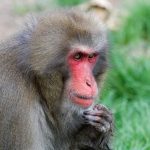 Macaque japonais : 10 faits étonnants sur le singe des neiges