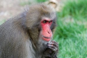 Macaque japonais : 10 faits étonnants sur le singe des neiges