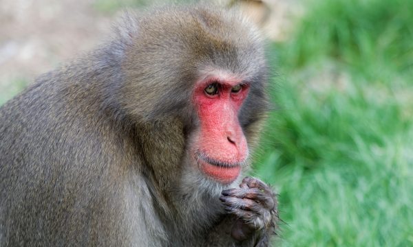 Macaque japonais : 10 faits étonnants sur le singe des neiges