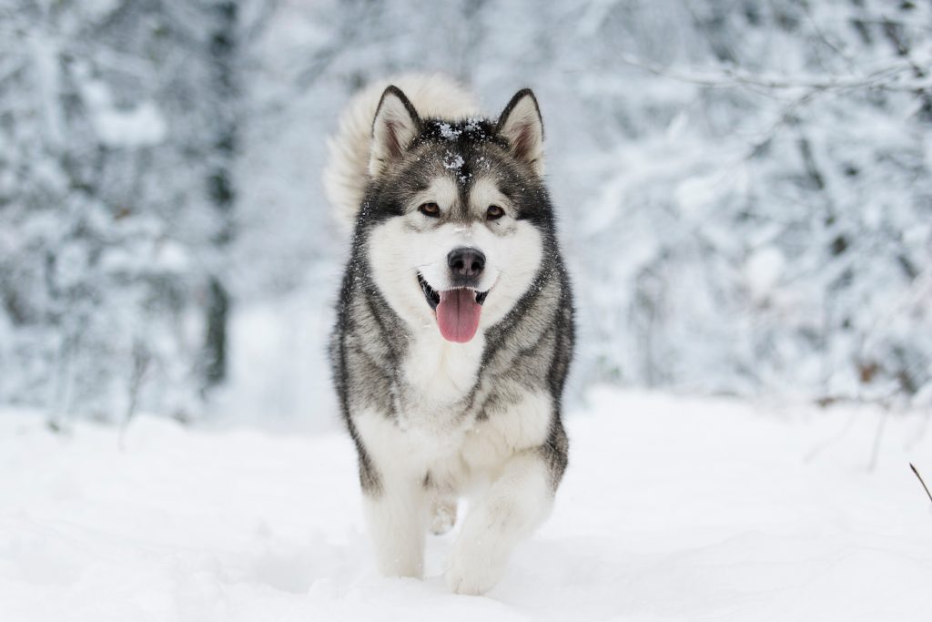 Malamute d'Alaska