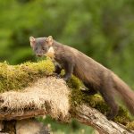 Comment photographier les animaux en forêt ?