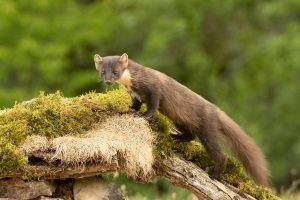 Comment photographier les animaux en forêt ?