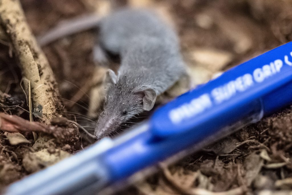 Chauve-souris Pachyure étrusque
