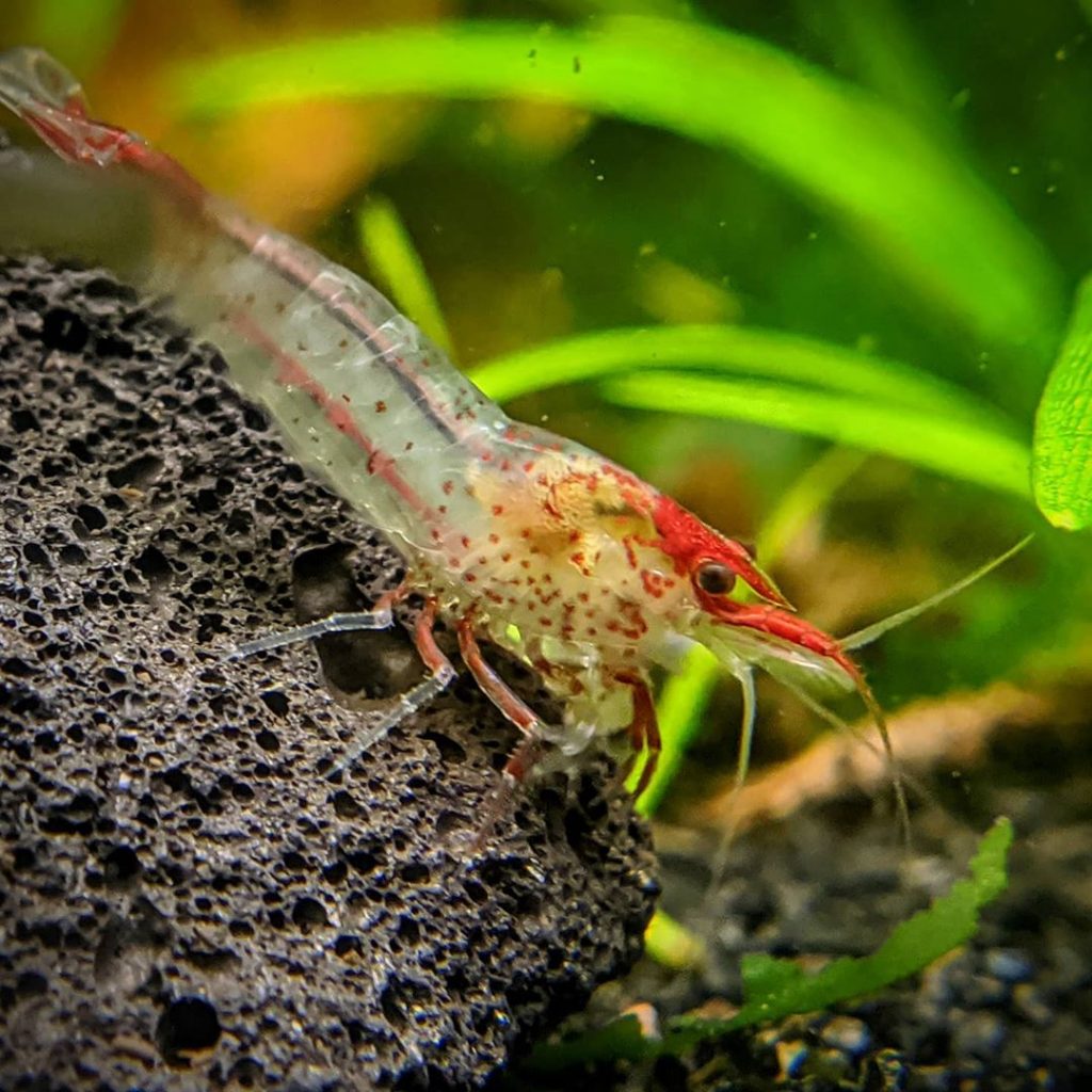 Neocaridina davidi