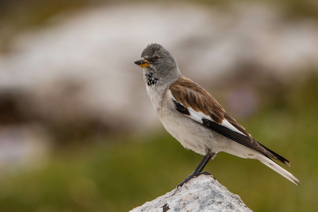 Niverolle Alpine