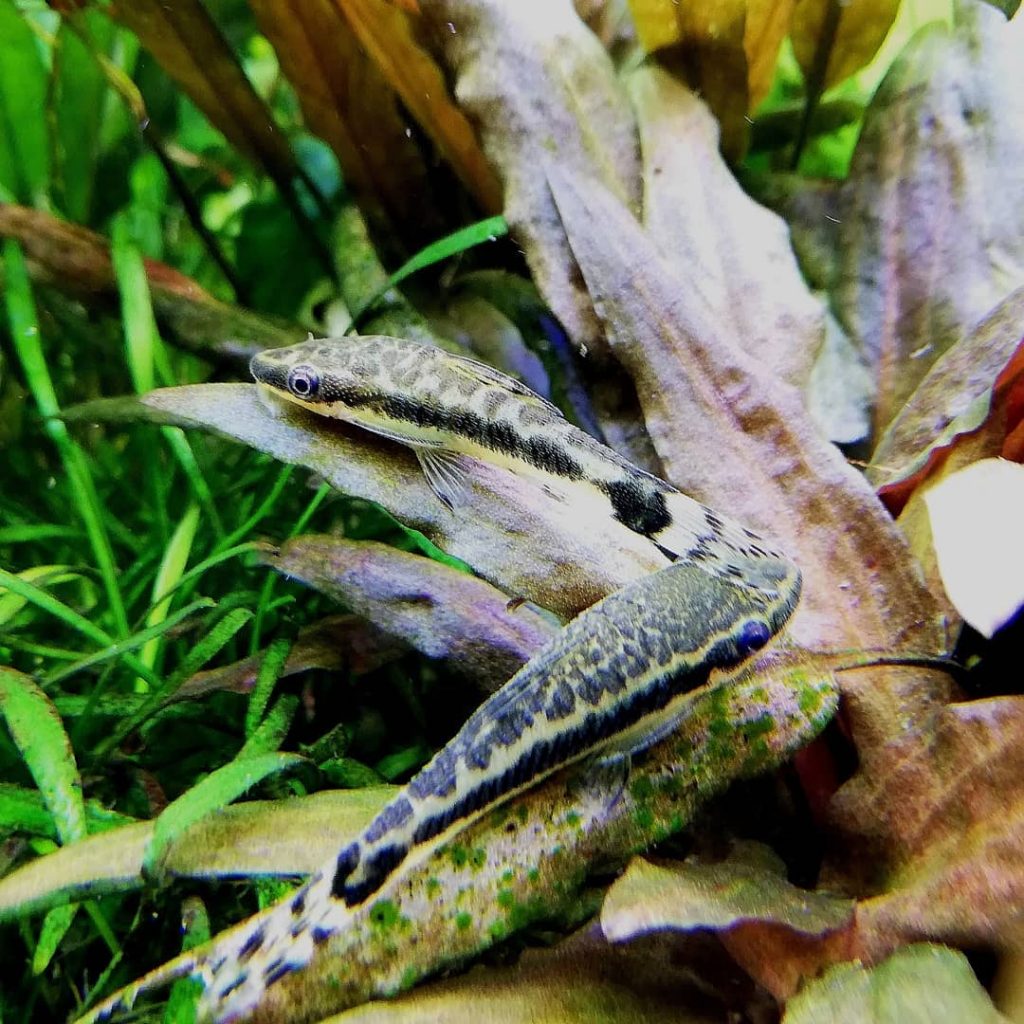 Otocinclus macrospilus