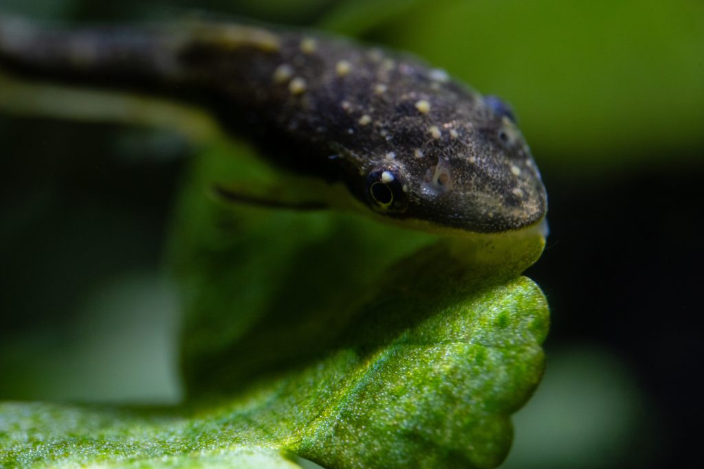 Otocinclus points blancs