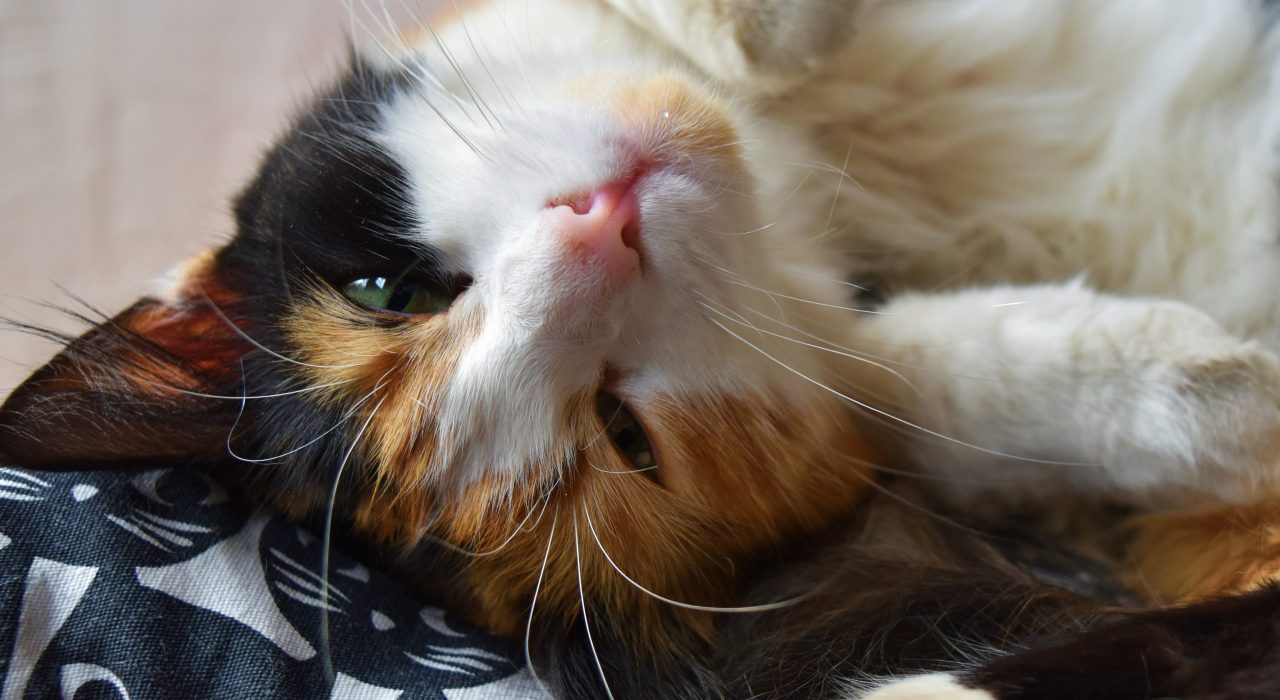 Top 10 Idées cadeaux pour fan de chats