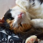 Top 10 Idées cadeaux pour fan de chats