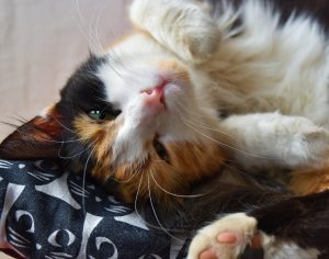 Top 10 Idées cadeaux pour fan de chats