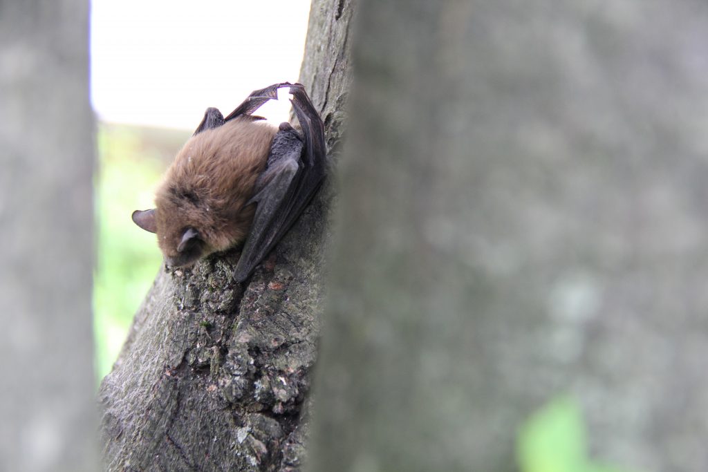 petite chauve souris