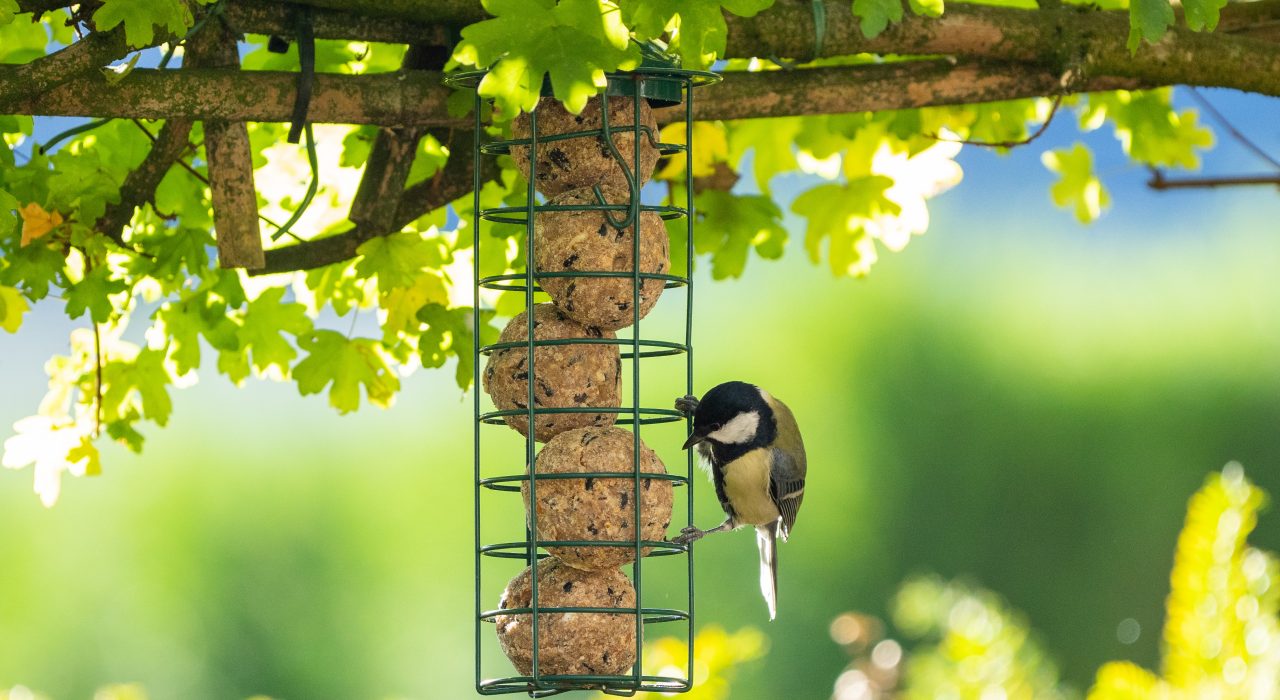 Photographier les animaux du jardin : astuces simples pour des clichés naturels et réussis