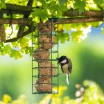 Photographier les animaux du jardin : astuces simples pour des clichés naturels et réussis