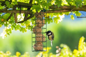 Photographier les animaux du jardin : astuces simples pour des clichés naturels et réussis