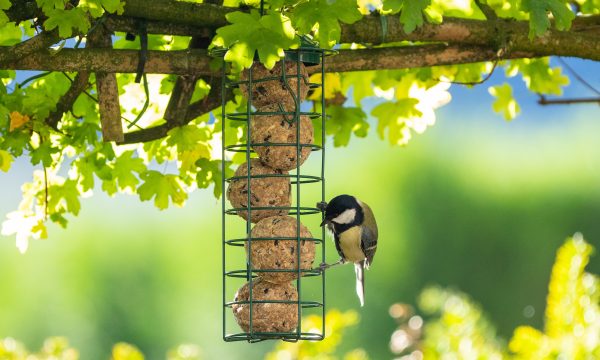 Photographier les animaux du jardin : astuces simples pour des clichés naturels et réussis
