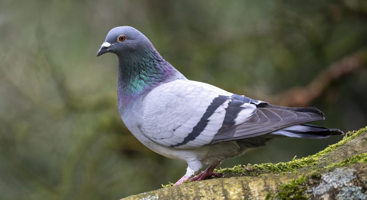 Tout savoir sur le pigeon : mode de vie, alimentation et idées reçues