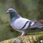 Tout savoir sur le pigeon : mode de vie, alimentation et idées reçues