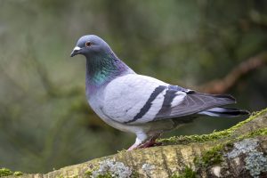 Tout savoir sur le pigeon : mode de vie, alimentation et idées reçues