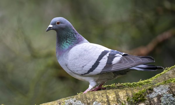Tout savoir sur le pigeon : mode de vie, alimentation et idées reçues