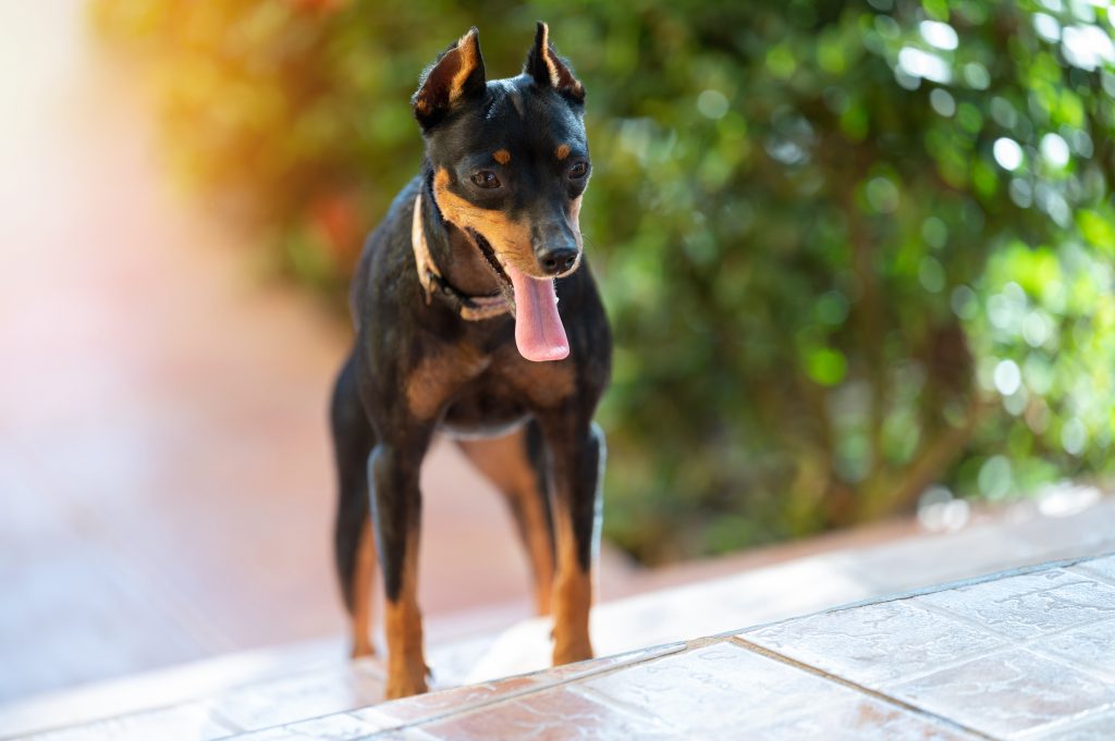 Pinscher nain