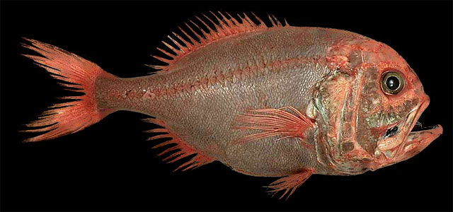 Poisson montre