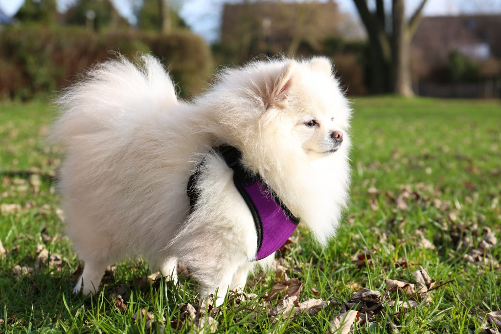 Spitz nain / Pomeranian