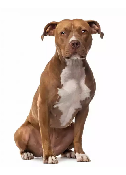 Amstaff