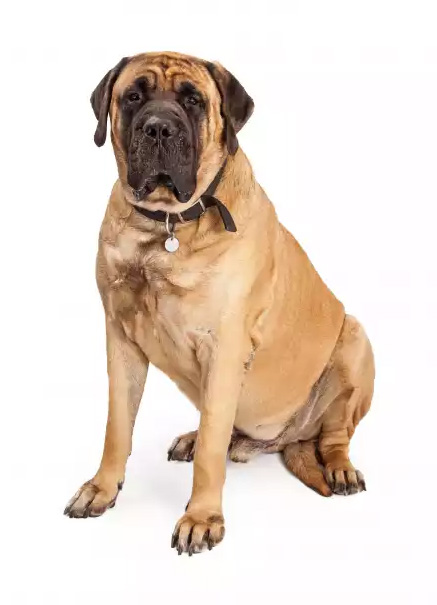 Mastiff