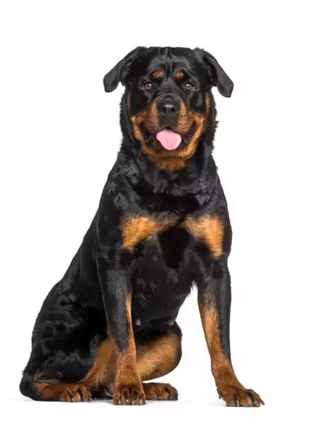 Rottweiler