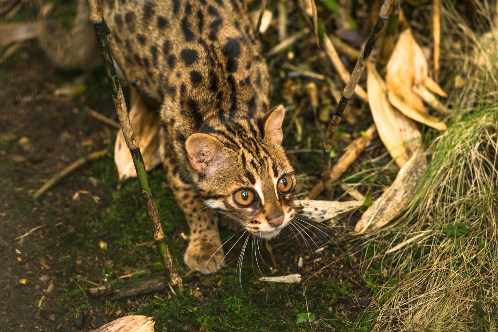chat-léopard