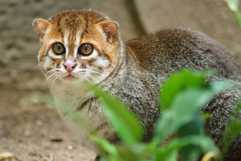 chat à tête plat