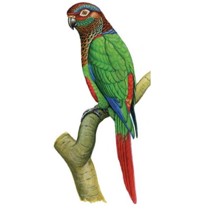 conure versicolore