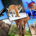 Quel animal est le plus grand ? Top 20 Animaux Géants