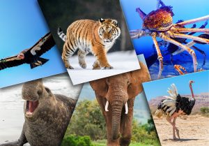 Quel animal est le plus grand ? Top 20 Animaux Géants
