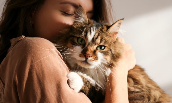 Chat mâle ou femelle : lequel choisir ?