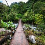 Quels animaux voir au Panama ?