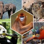 Quels animaux voir en Chine ?